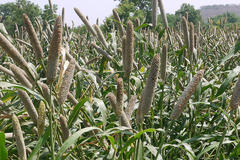 Pennisetum americanum